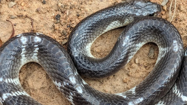 Girl dies after snakebite in sleep.
