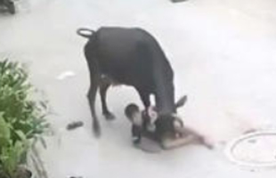 Cattle menace in Delhi