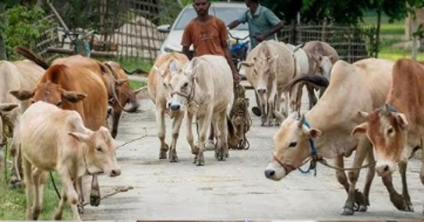 Cow is a religious symbol