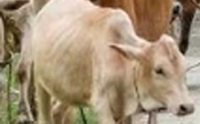 Cow is a religious symbol